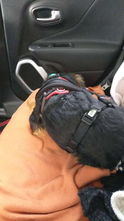 TierschutzhundeStammtisch🐕-Beitrag-Bild