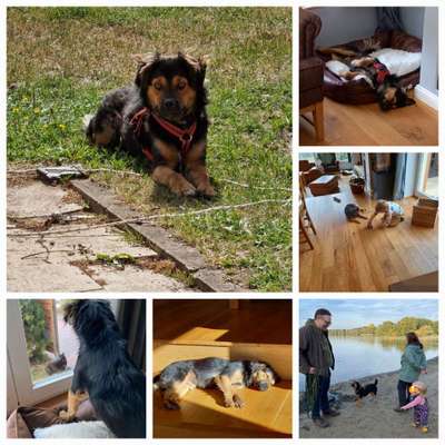 TierschutzhundeStammtisch🐕-Beitrag-Bild