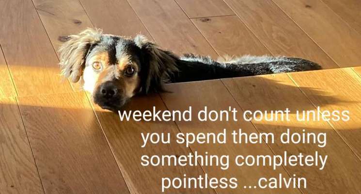 TierschutzhundeStammtisch🐕-Beitrag-Bild