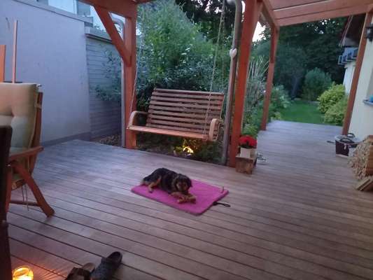 TierschutzhundeStammtisch🐕-Beitrag-Bild