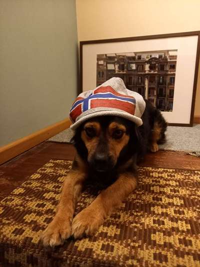 TierschutzhundeStammtisch🐕-Beitrag-Bild