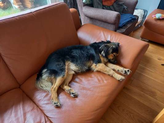 TierschutzhundeStammtisch🐕-Beitrag-Bild