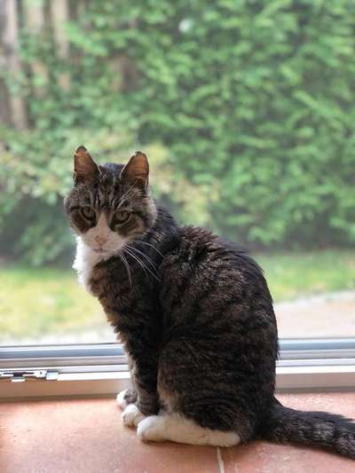 TierschutzhundeStammtisch🐕-Beitrag-Bild