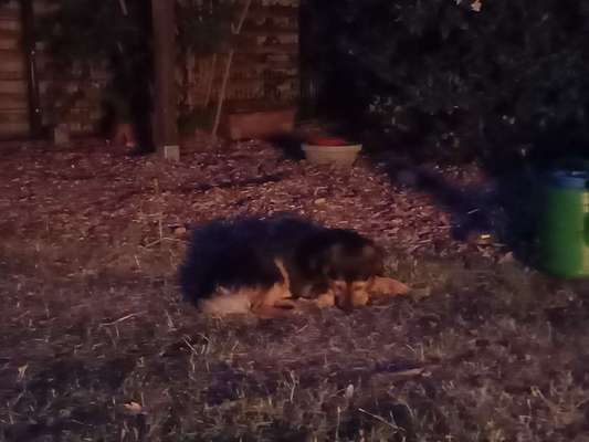 TierschutzhundeStammtisch🐕-Beitrag-Bild