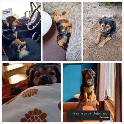 TierschutzhundeStammtisch🐕-Beitrag-Bild