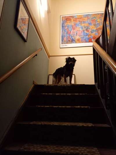 TierschutzhundeStammtisch🐕-Beitrag-Bild