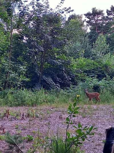 TierschutzhundeStammtisch🐕-Beitrag-Bild