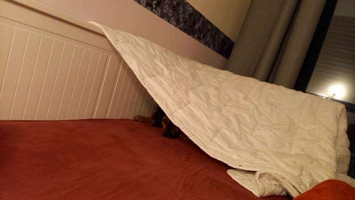 TierschutzhundeStammtisch🐕-Beitrag-Bild