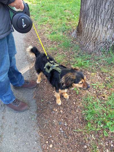 TierschutzhundeStammtisch🐕-Beitrag-Bild
