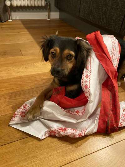 TierschutzhundeStammtisch🐕-Beitrag-Bild