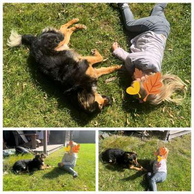 TierschutzhundeStammtisch🐕-Beitrag-Bild