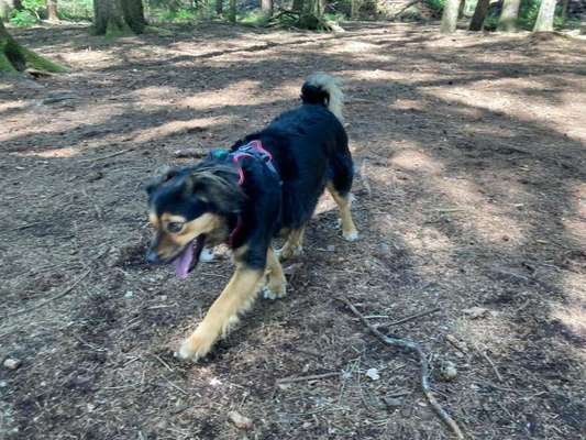TierschutzhundeStammtisch🐕-Beitrag-Bild
