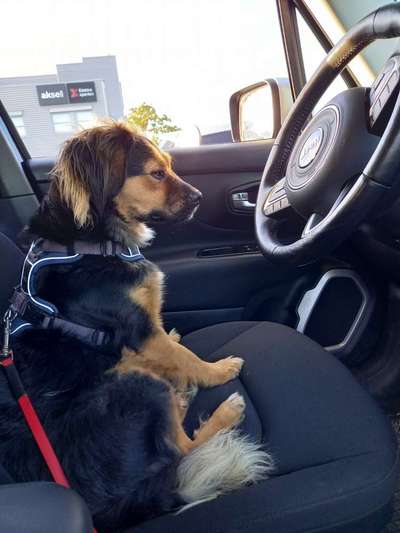 TierschutzhundeStammtisch🐕-Beitrag-Bild