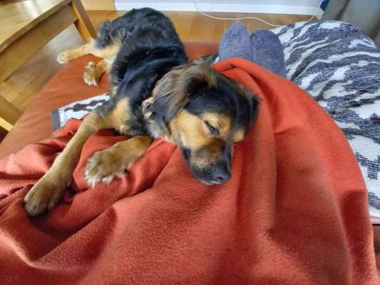 TierschutzhundeStammtisch🐕-Beitrag-Bild