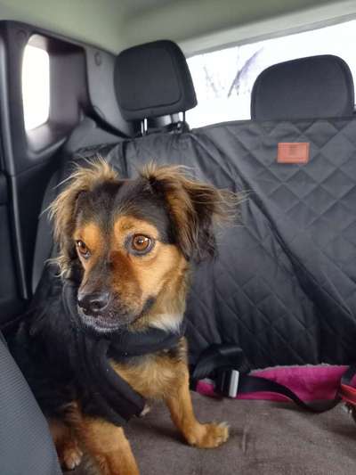 TierschutzhundeStammtisch🐕-Beitrag-Bild