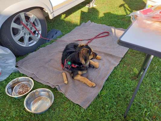 TierschutzhundeStammtisch🐕-Beitrag-Bild