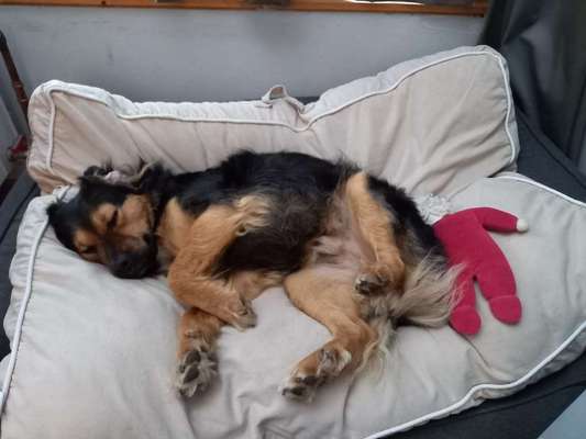 TierschutzhundeStammtisch🐕-Beitrag-Bild