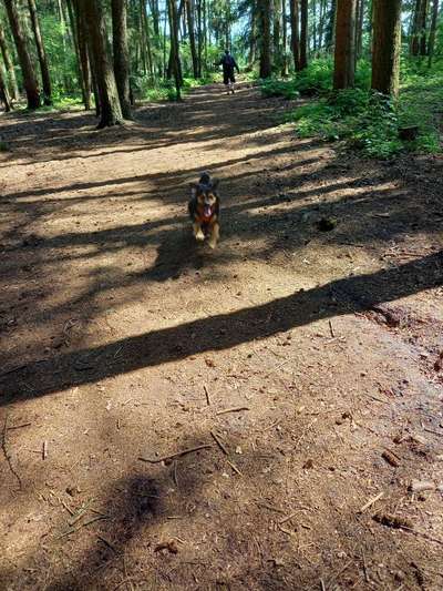TierschutzhundeStammtisch🐕-Beitrag-Bild
