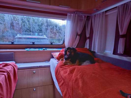 TierschutzhundeStammtisch🐕-Beitrag-Bild