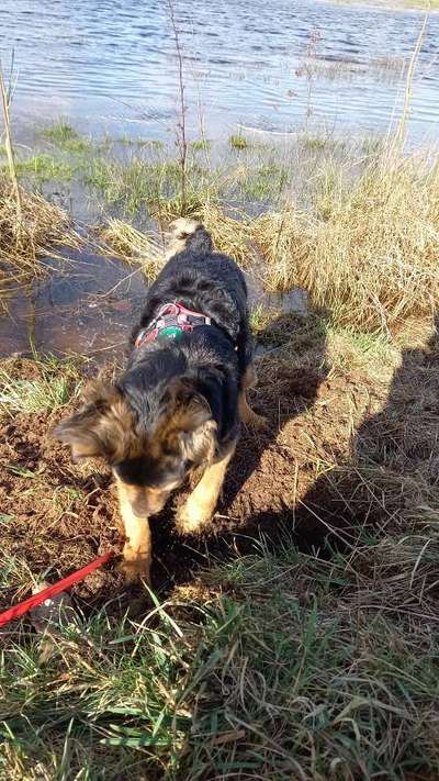 TierschutzhundeStammtisch🐕-Beitrag-Bild