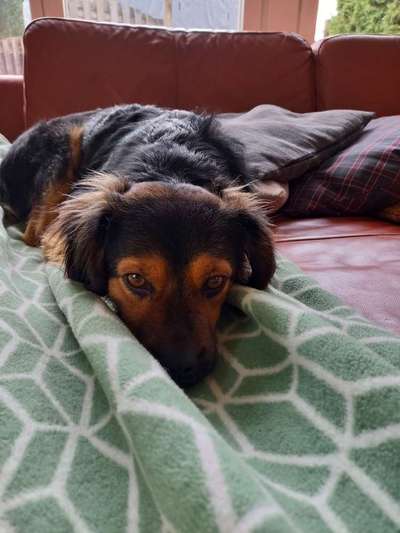 TierschutzhundeStammtisch🐕-Beitrag-Bild