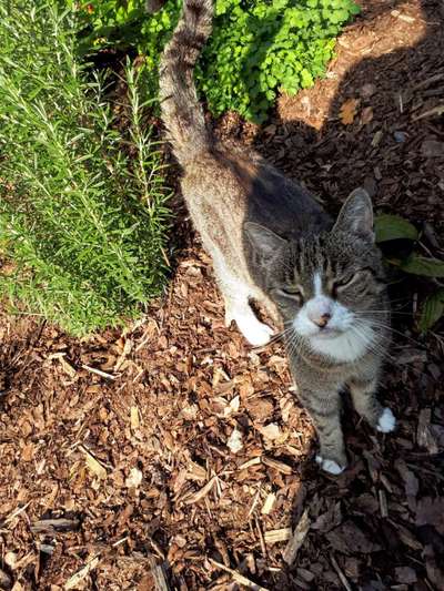 TierschutzhundeStammtisch🐕-Beitrag-Bild