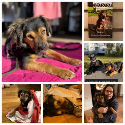 TierschutzhundeStammtisch🐕-Beitrag-Bild