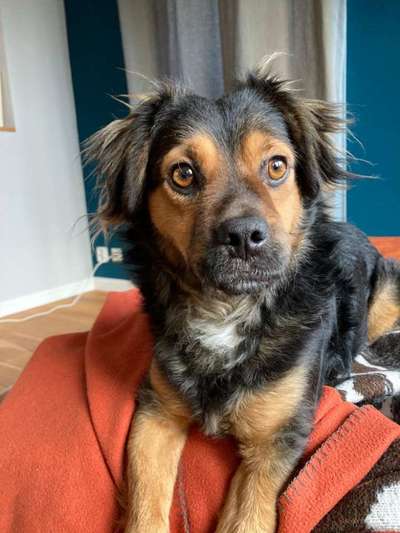 TierschutzhundeStammtisch🐕-Beitrag-Bild