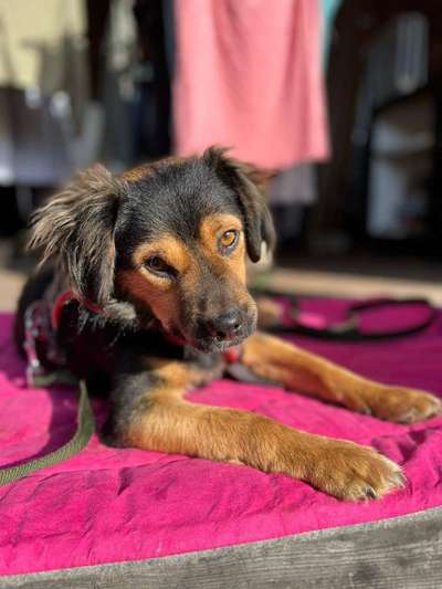 TierschutzhundeStammtisch🐕-Beitrag-Bild