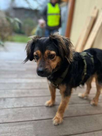 TierschutzhundeStammtisch🐕-Beitrag-Bild