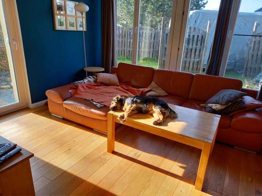 TierschutzhundeStammtisch🐕-Beitrag-Bild