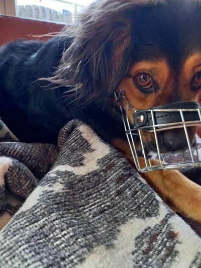 TierschutzhundeStammtisch🐕-Beitrag-Bild