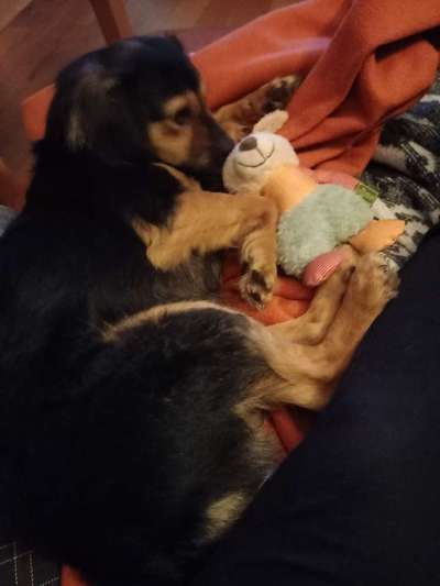 TierschutzhundeStammtisch🐕-Beitrag-Bild