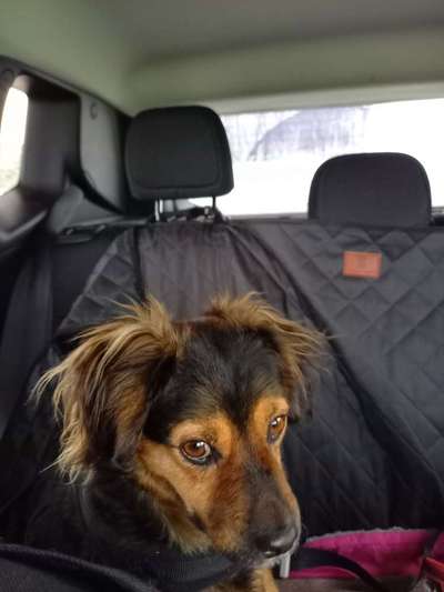 TierschutzhundeStammtisch🐕-Beitrag-Bild