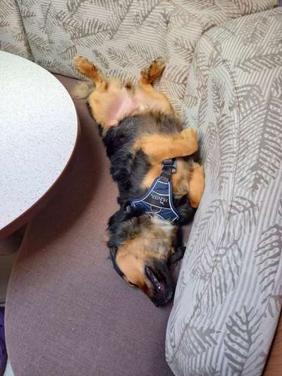 TierschutzhundeStammtisch🐕-Beitrag-Bild