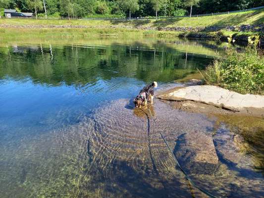 TierschutzhundeStammtisch🐕-Beitrag-Bild