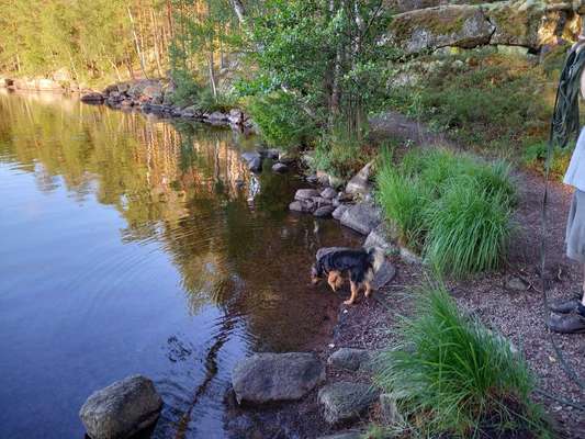 TierschutzhundeStammtisch🐕-Beitrag-Bild