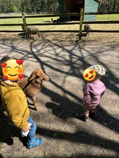 TierschutzhundeStammtisch🐕-Beitrag-Bild