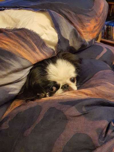 Mein hund pinkelt wieder in die wohnung-Beitrag-Bild