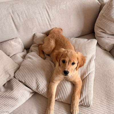 Hundetreffen-Welpentreffen Charlottenburg-Bild