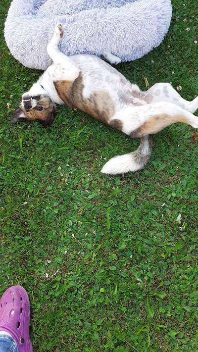 Die Dogorama Wochen Challenge: “Regenspaziergänge"-Beitrag-Bild