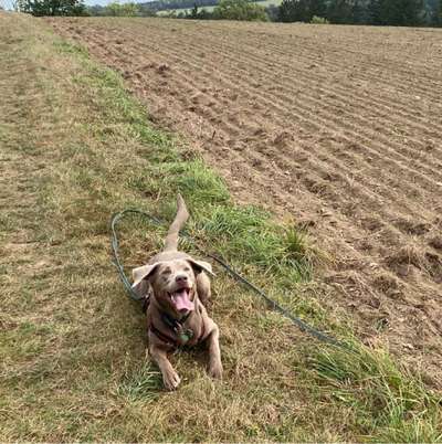 Hundetreffen-Hundebegegnungen zum Üben-Bild