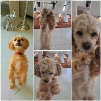 Havaneser dabei?:)-Beitrag-Bild