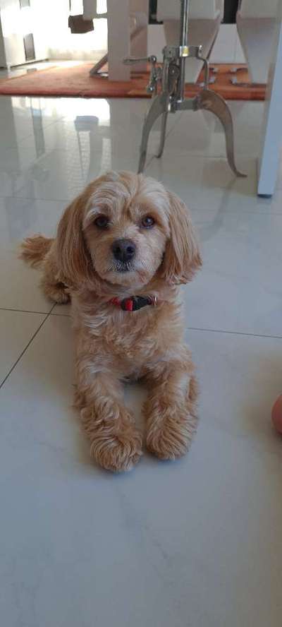 Havaneser-Beitrag-Bild