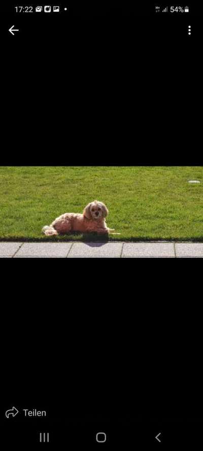 Challenge 23 : "  Euer Hund beim Frühlingserwachen "-Beitrag-Bild