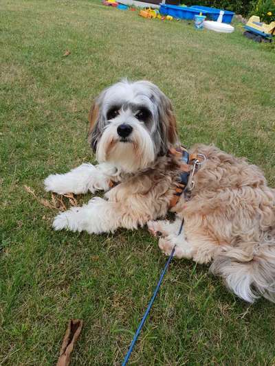 Havaneser dabei?:)-Beitrag-Bild