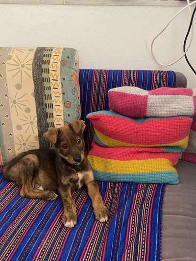 Welpen Bilder !-Beitrag-Bild