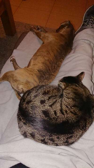 Rassismus bei Hunderassen-Beitrag-Bild