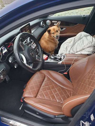 FOTOCHALLENGE 70 - Dein Hund im Auto-Beitrag-Bild