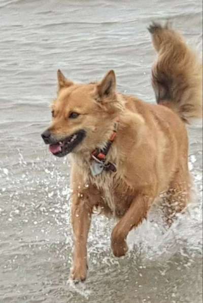 Mischlingshunde Foto Aufruf-Beitrag-Bild